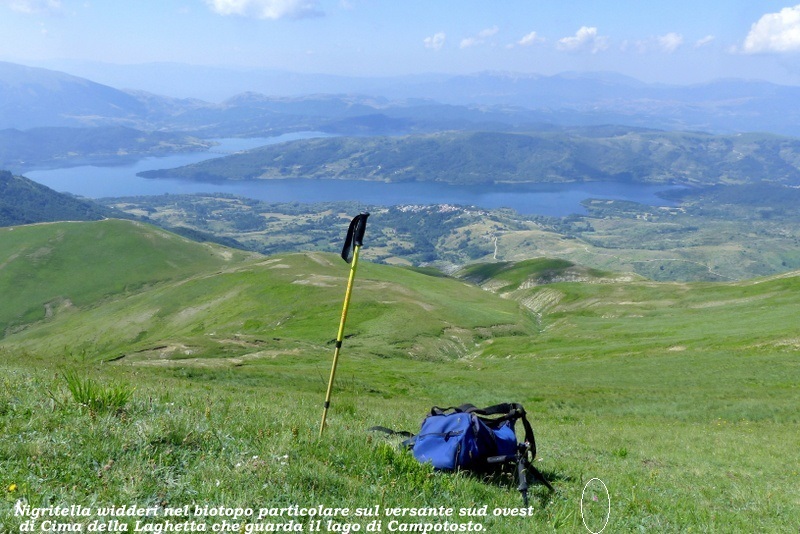 Monte Doro e Cima della Laghetta, le orchidee e i loro ambienti - luglio 2025.